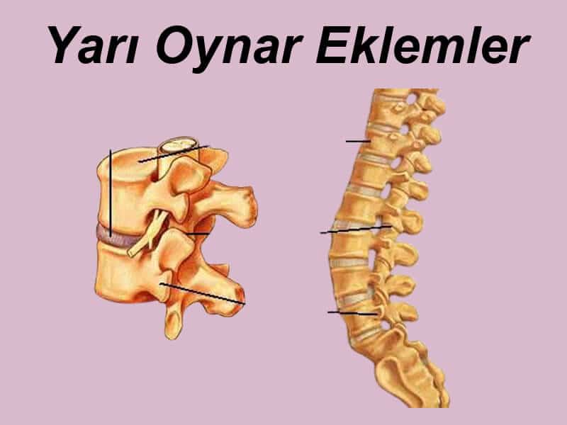 Yarı oynar eklemler